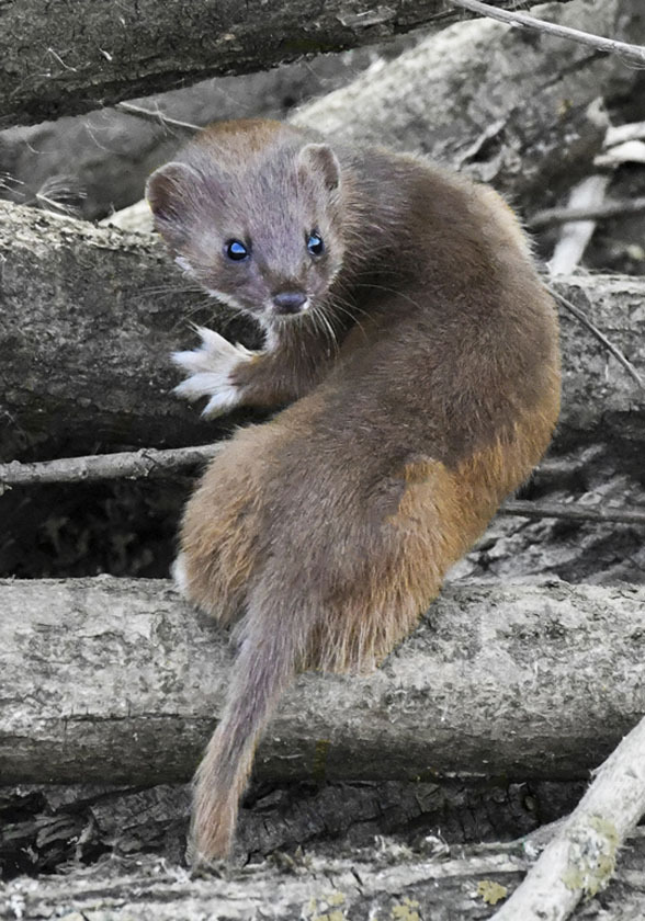 15 Stoat Look Back